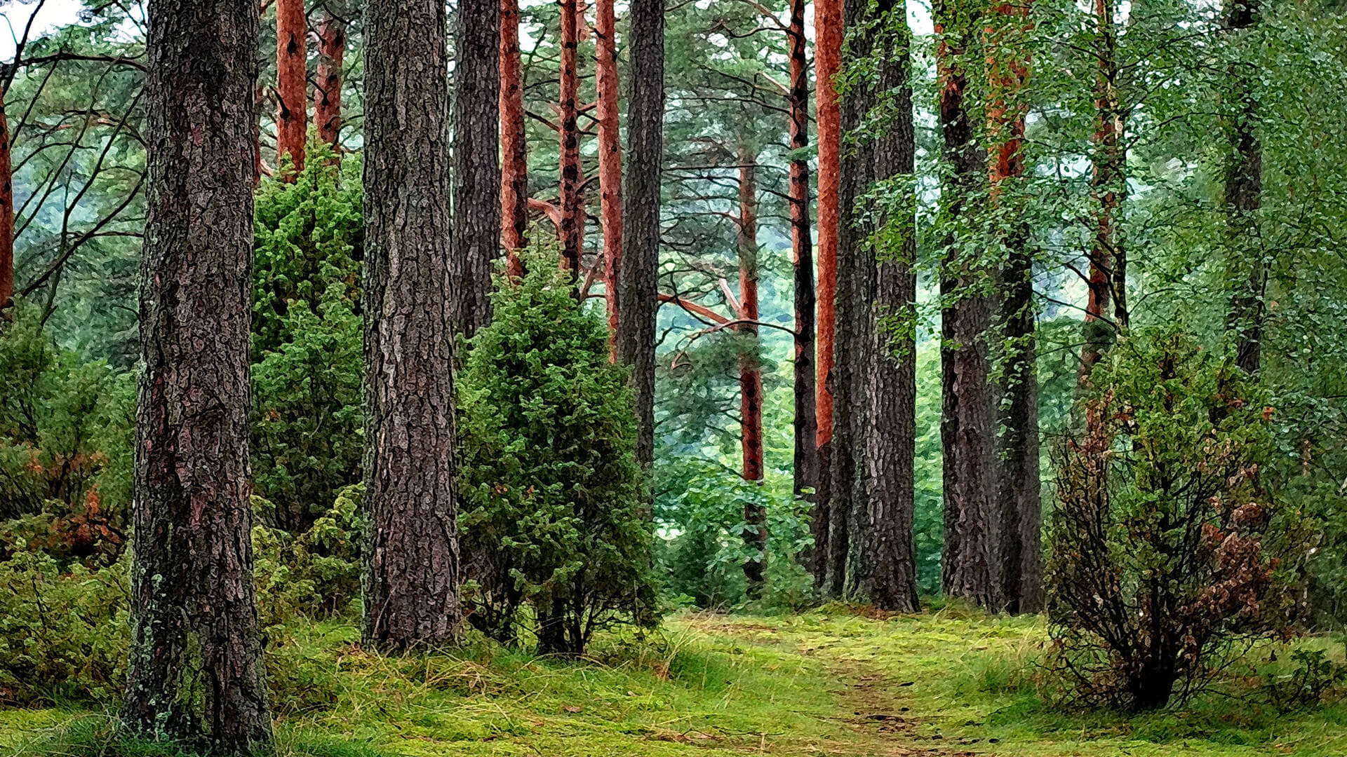 an image which goes with the story How to bring a tree back to life